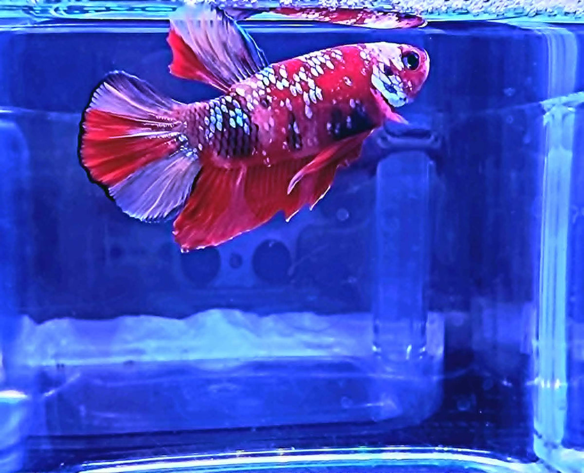 Galaxy Betta Care Guide: Tank Size, Water, Diet and Tank Mates