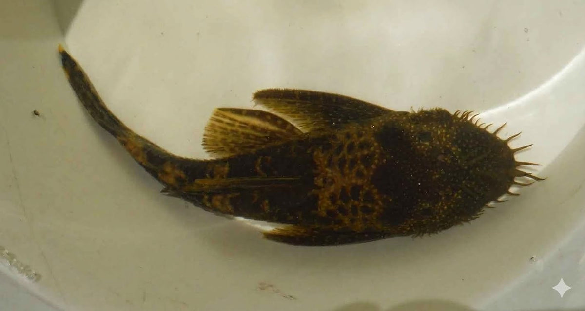 Bristlenose Pleco Care Guide: Tank Size, Water, Diet and Tank Mates