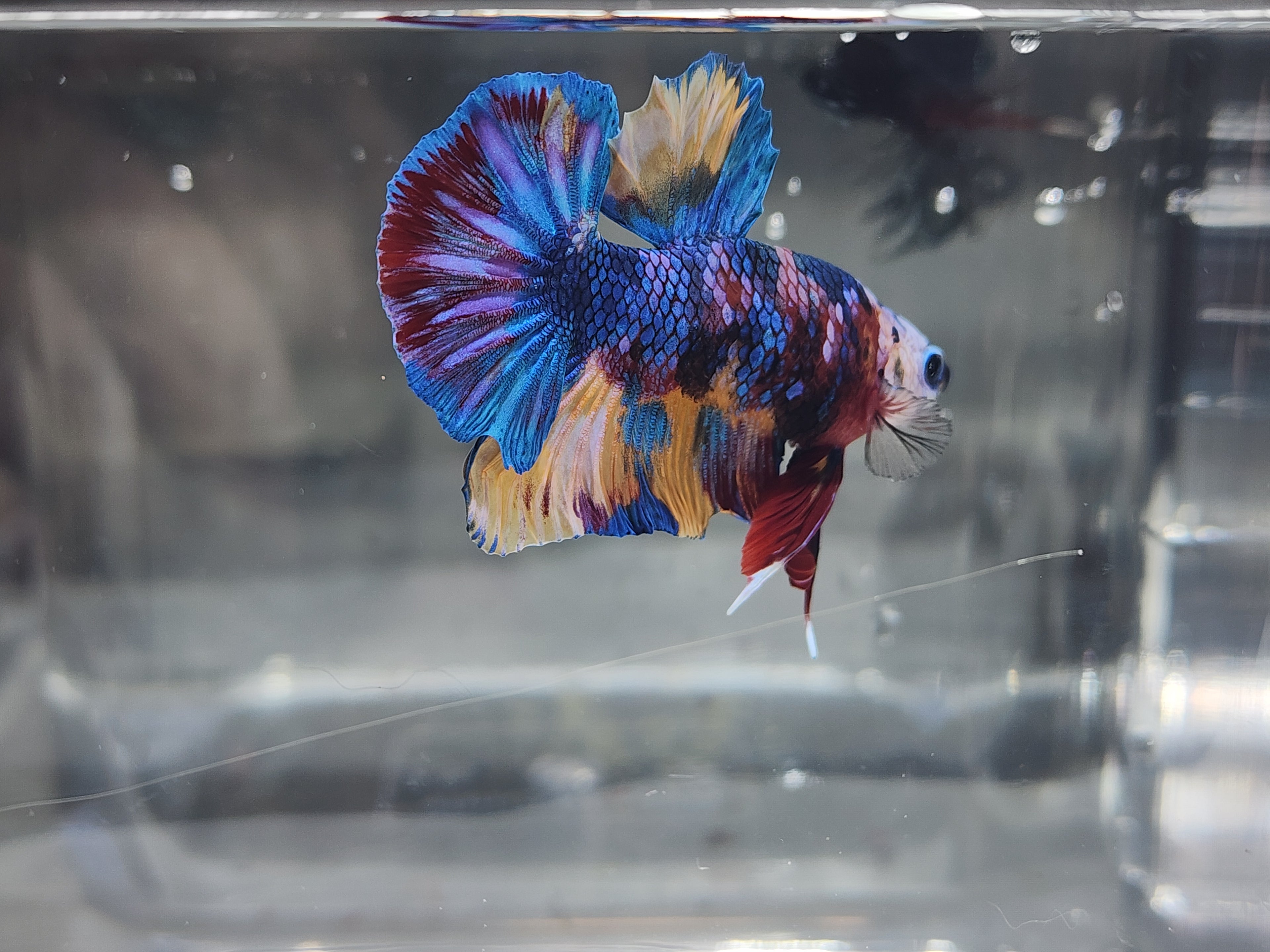 Galaxy Betta