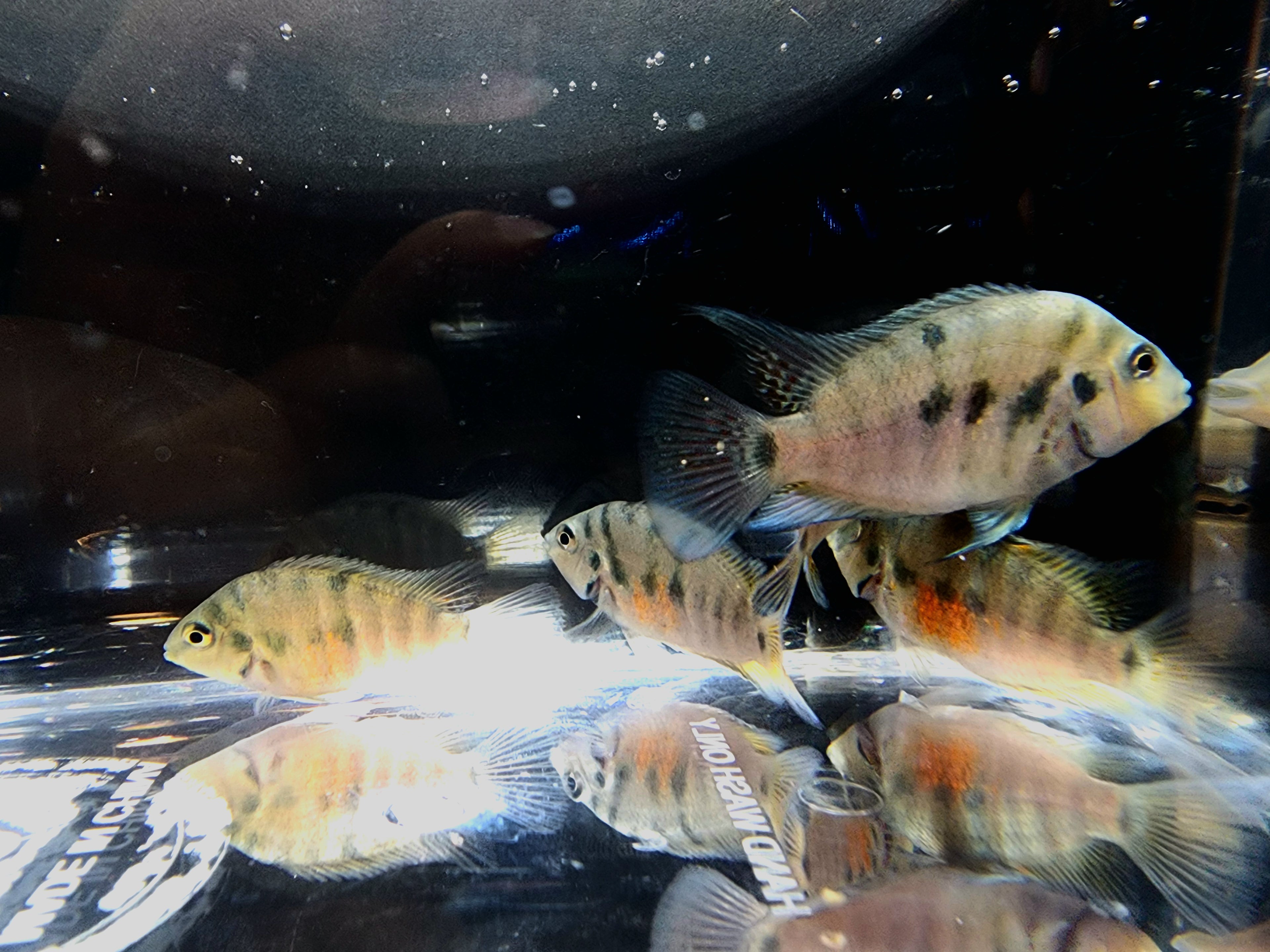 Fish swimming in a tank 