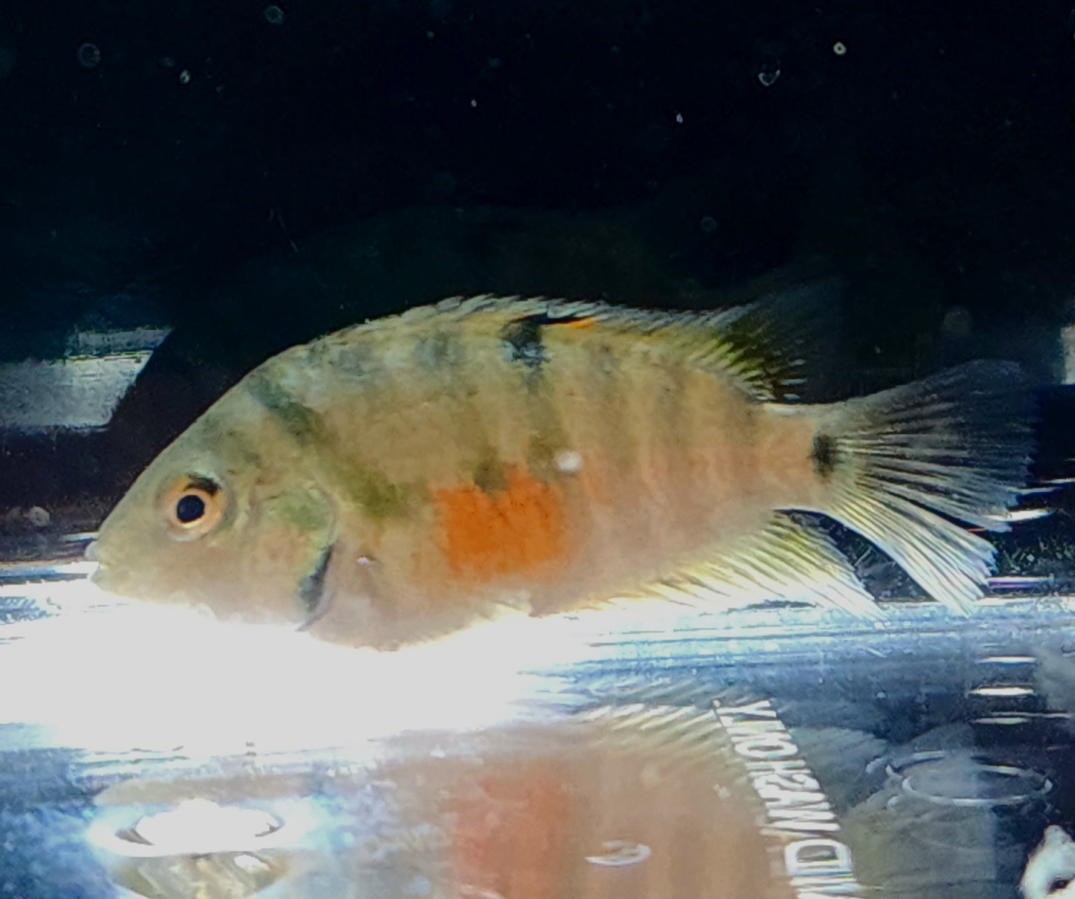 Honduran Red Point Cichlids
