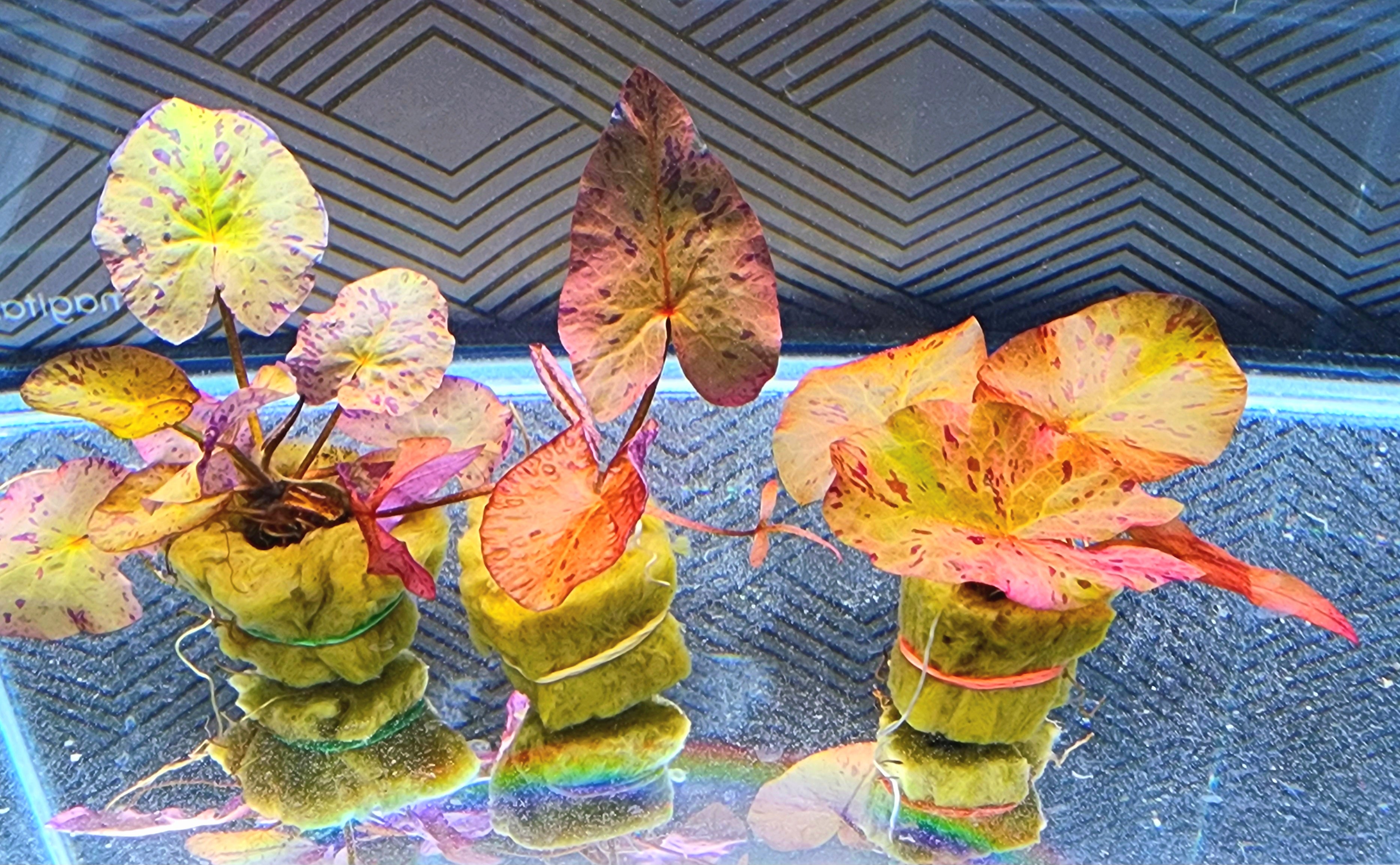 Three live aquatic plants with yellow, orange, and red variegated leaves growing in stacked green moss plugs, arranged in a glass aquarium.