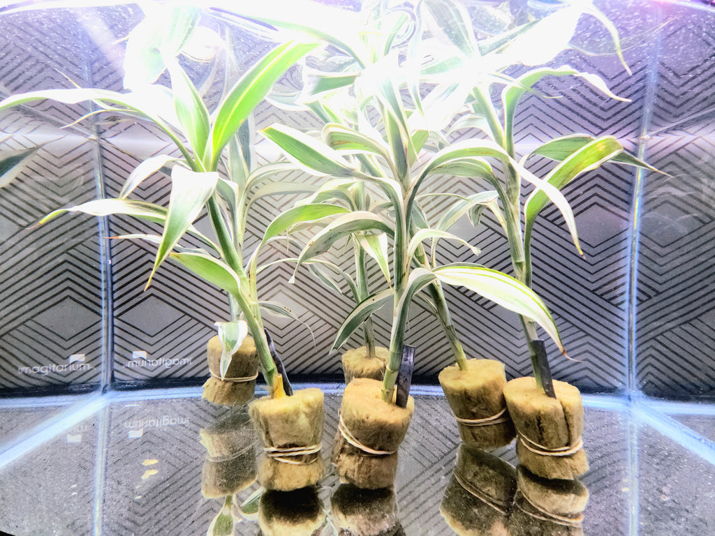 Several potted live plants with green and white variegated leaves growing in coconut coir balls, arranged on a reflective surface against a patterned backdrop.