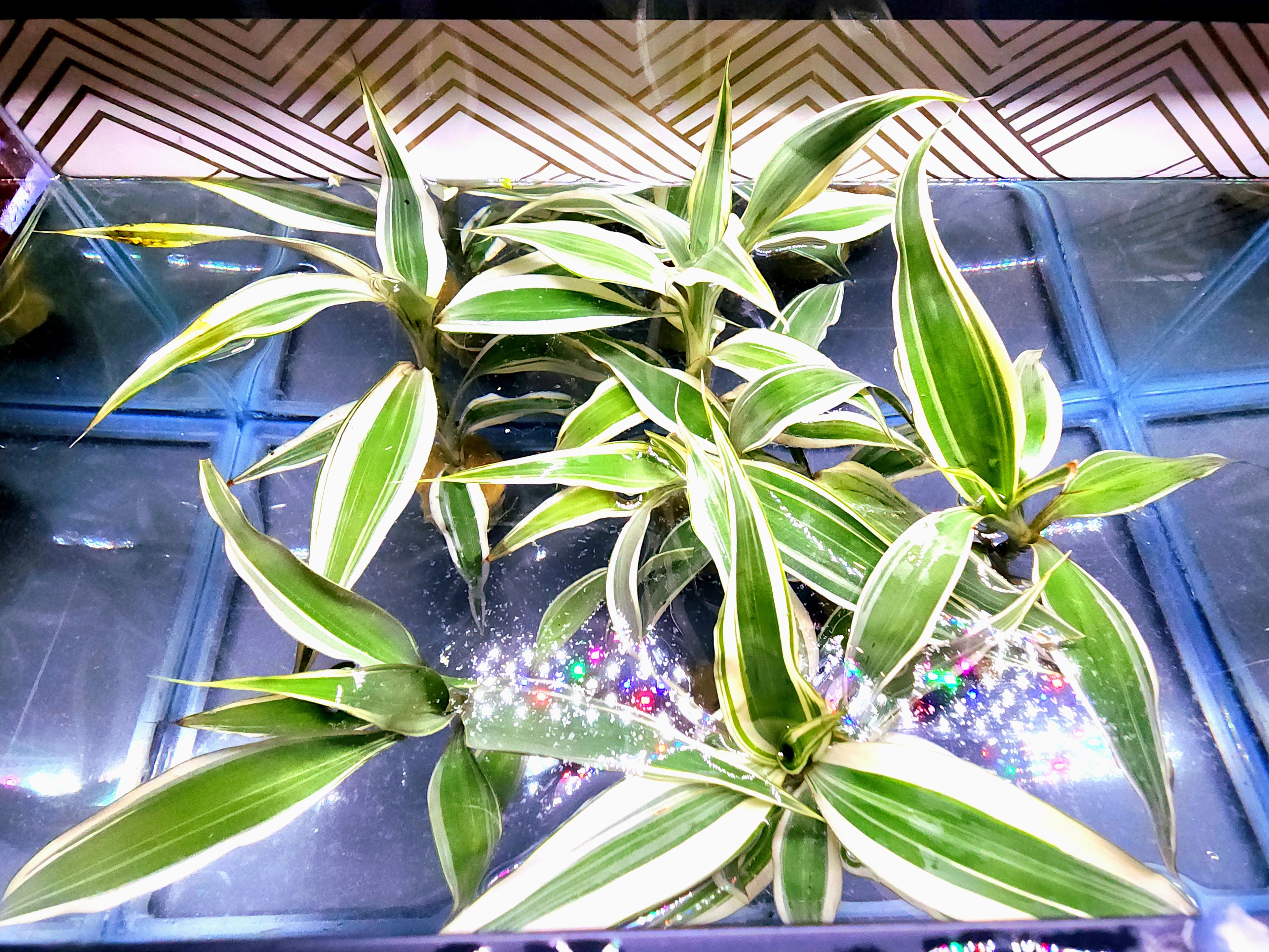 A live variegated SANDERIANA VARIEGATE plant, commonly known as a snake plant, with green and cream striped leaves, shown inside a glass terrarium or aquarium.