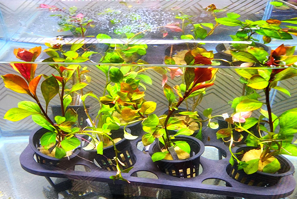 Several small potted aquatic plants with green and yellow leaves, some showing reddish-orange tones, arranged in a black plastic tray inside a clear tank or aquarium.