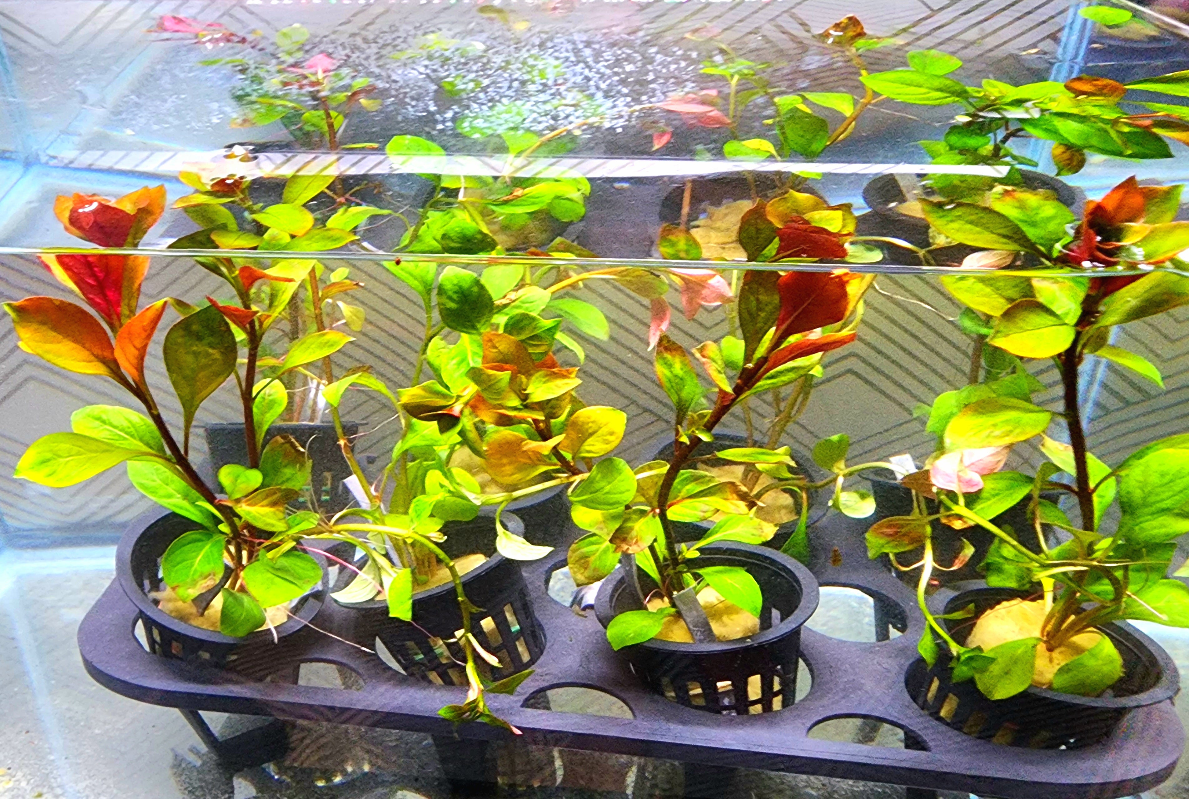 Several small potted aquatic plants with green and yellow leaves, some showing reddish-orange tones, arranged in a black plastic tray inside a clear tank or aquarium.