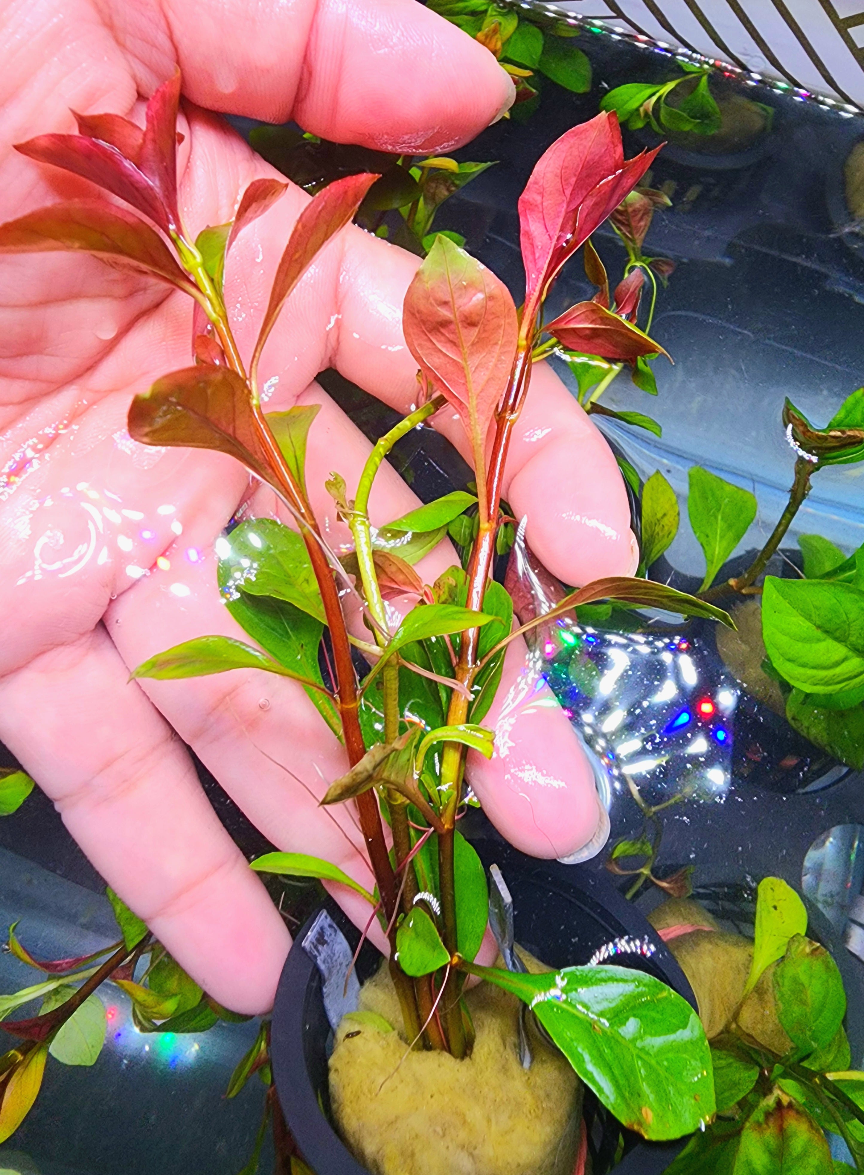 A close-up of a hand holding a small potted aquatic plant with reddish-brown and green leaves, photographed in a nursery or aquarium setting with other plants and water visible.