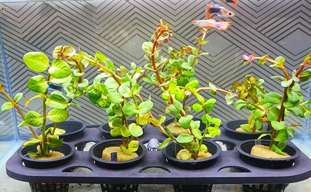 Several small green leafy plants in black plastic nursery pots arranged on a black tray inside what appears to be an aquarium, with a patterned gray background and a fish visible near the top.