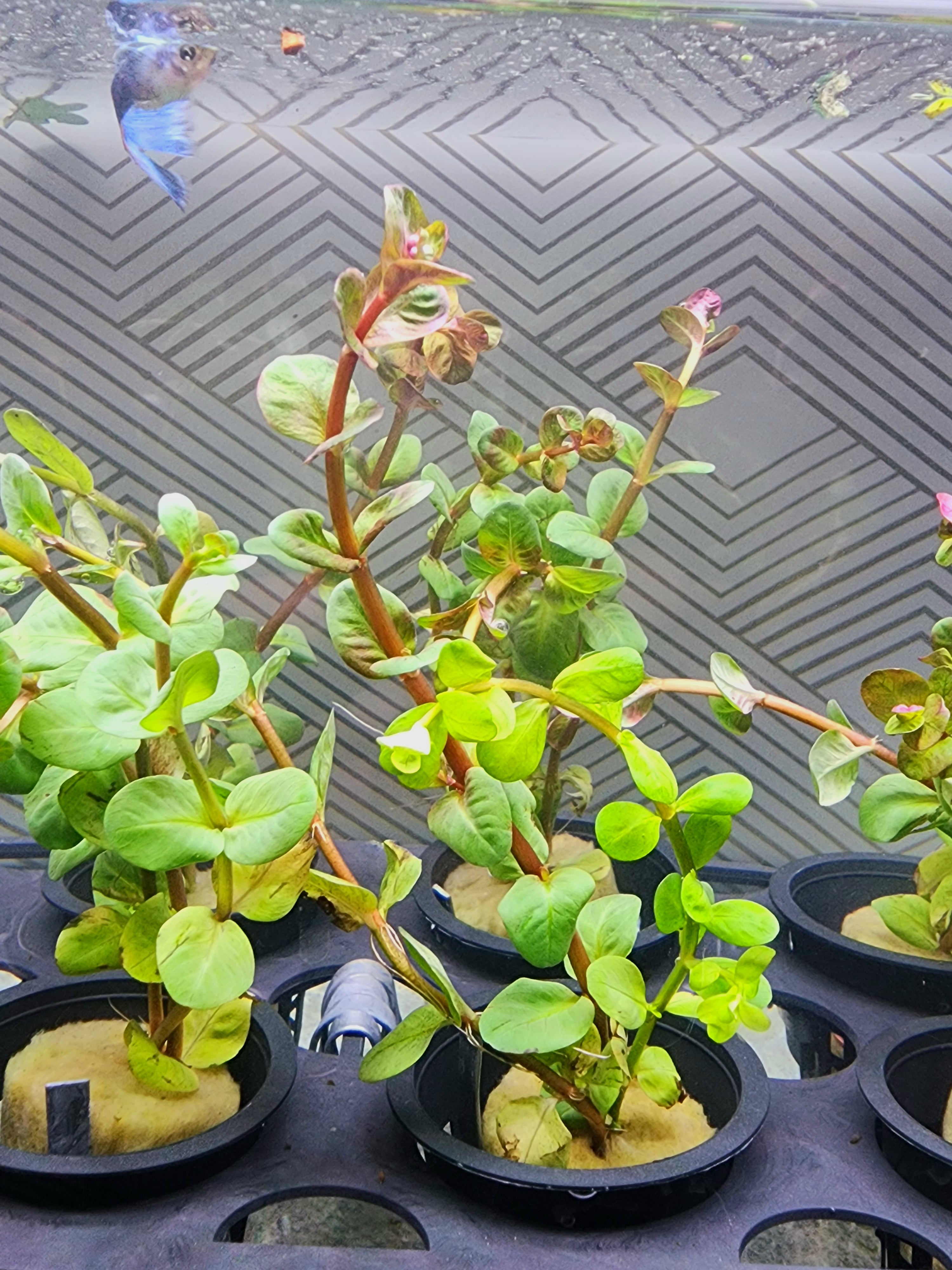 Rotala Macrandra