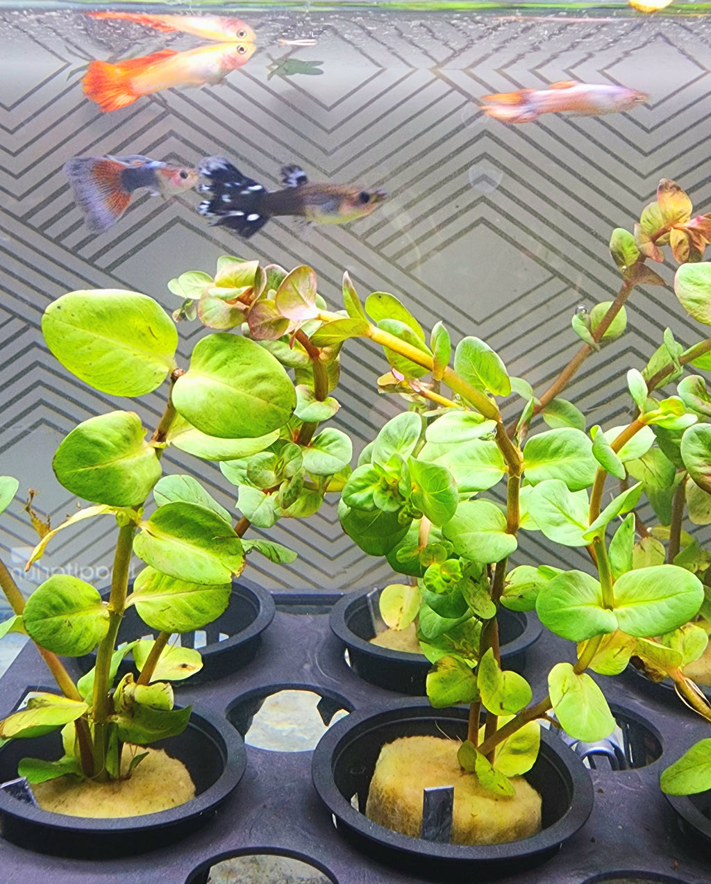 Live aquatic plants with round green leaves in black plastic pots, placed in an aquarium with visible fish swimming above.