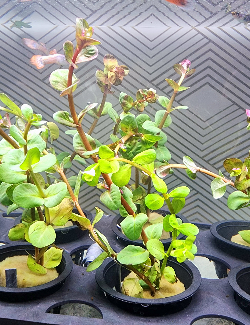 Small green leafy plants in black nursery pots arranged in a tray, photographed indoors against a patterned gray background.