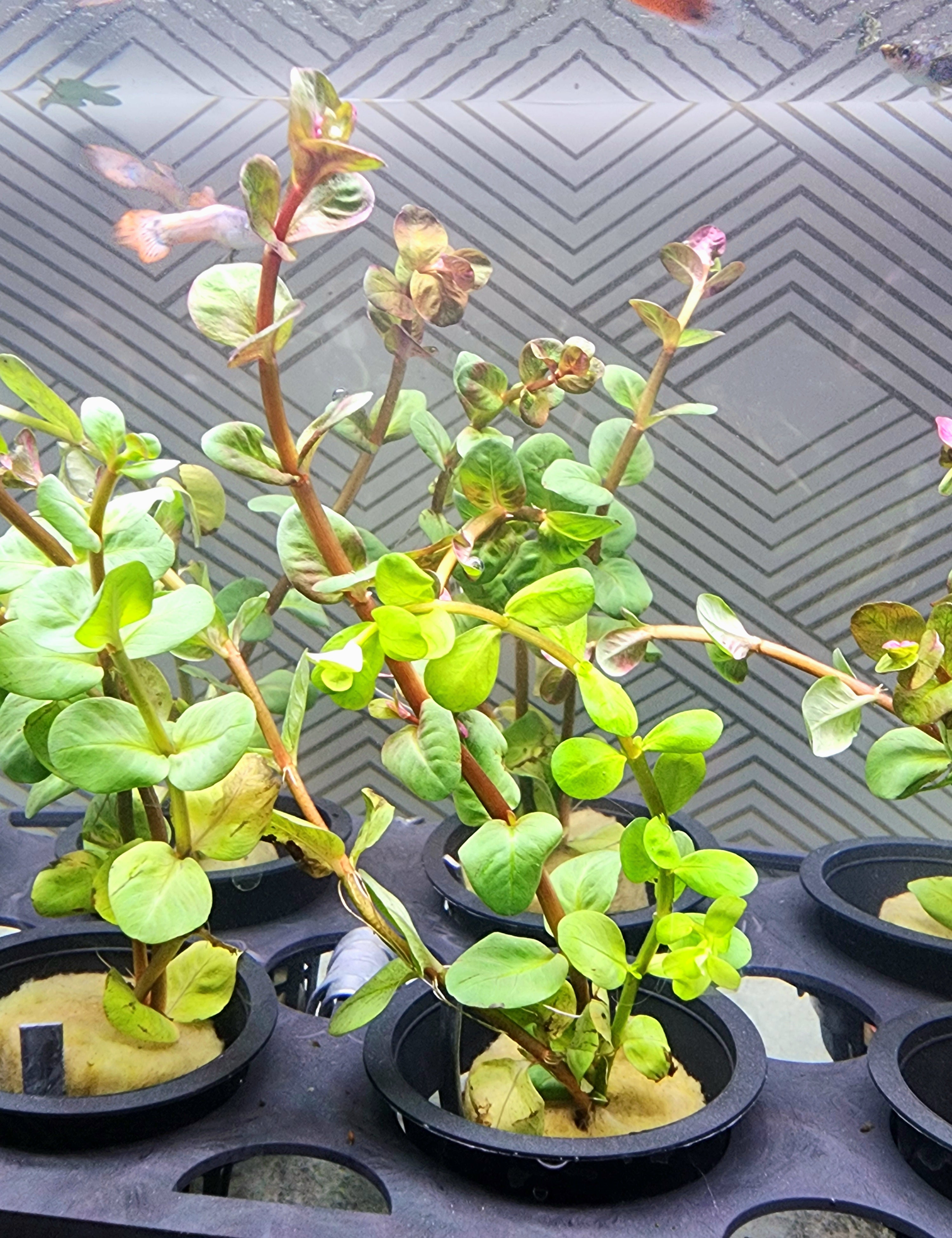 Small green leafy plants in black nursery pots arranged in a tray, photographed indoors against a patterned gray background.
