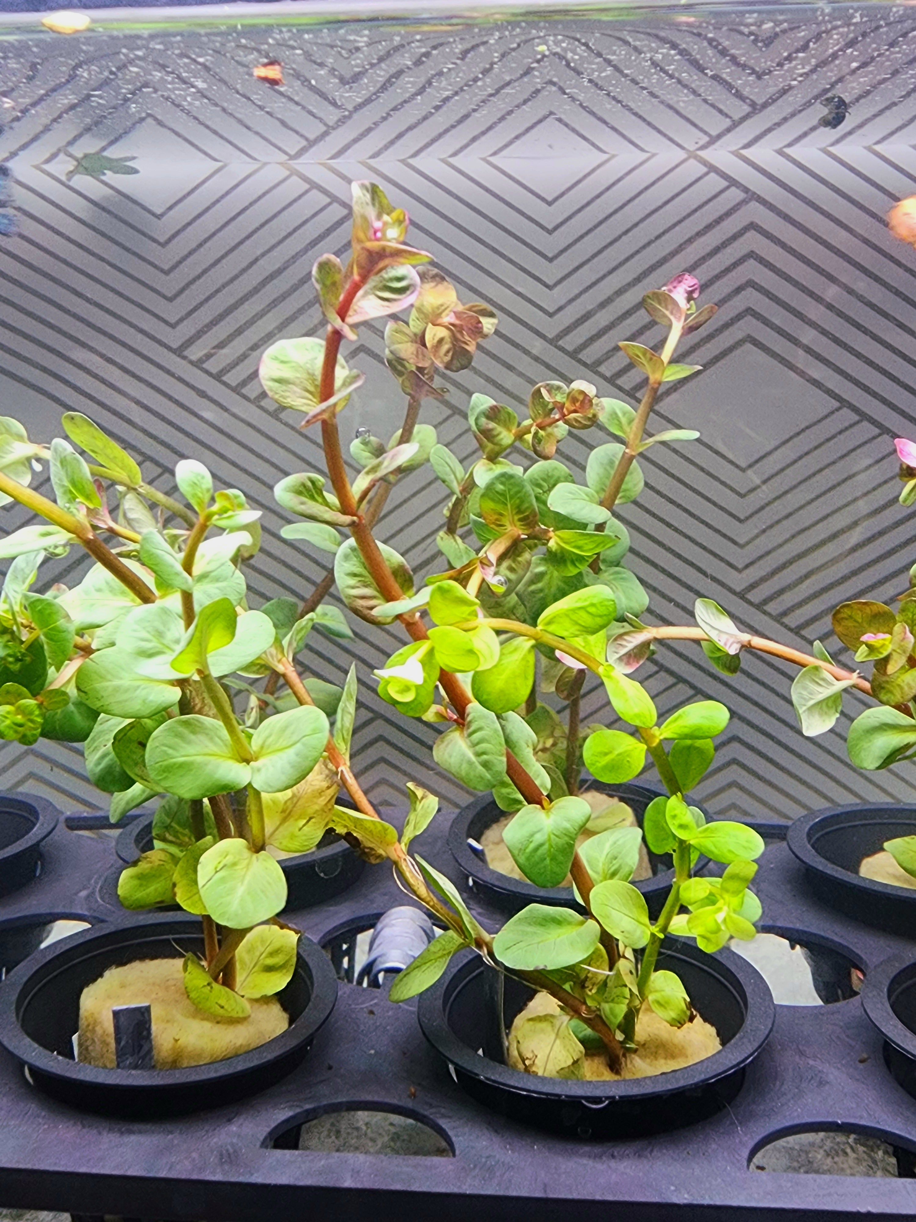 Several small potted green plants in black nursery pots arranged on a black tray, photographed against a dark patterned backdrop.