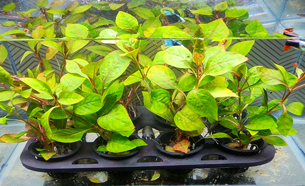A group of small green aquatic plants in individual pots arranged on a black tray inside a glass tank or aquarium.