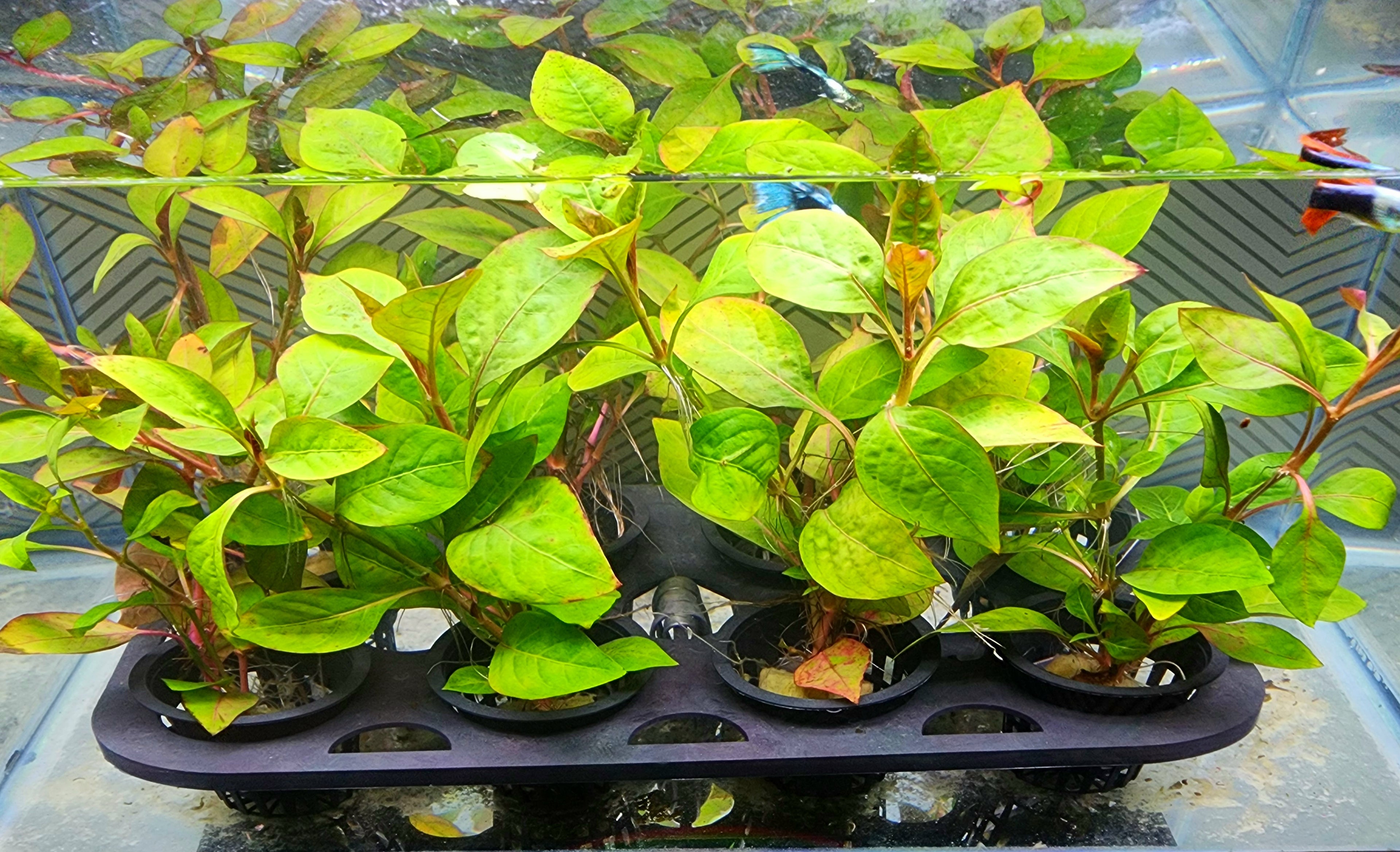 A group of small green aquatic plants in individual pots arranged on a black tray inside a glass tank or aquarium.