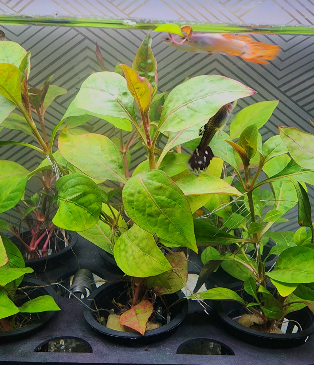 A group of small potted green aquatic plants in black nursery pots, with a live goldfish swimming above them in a tank.