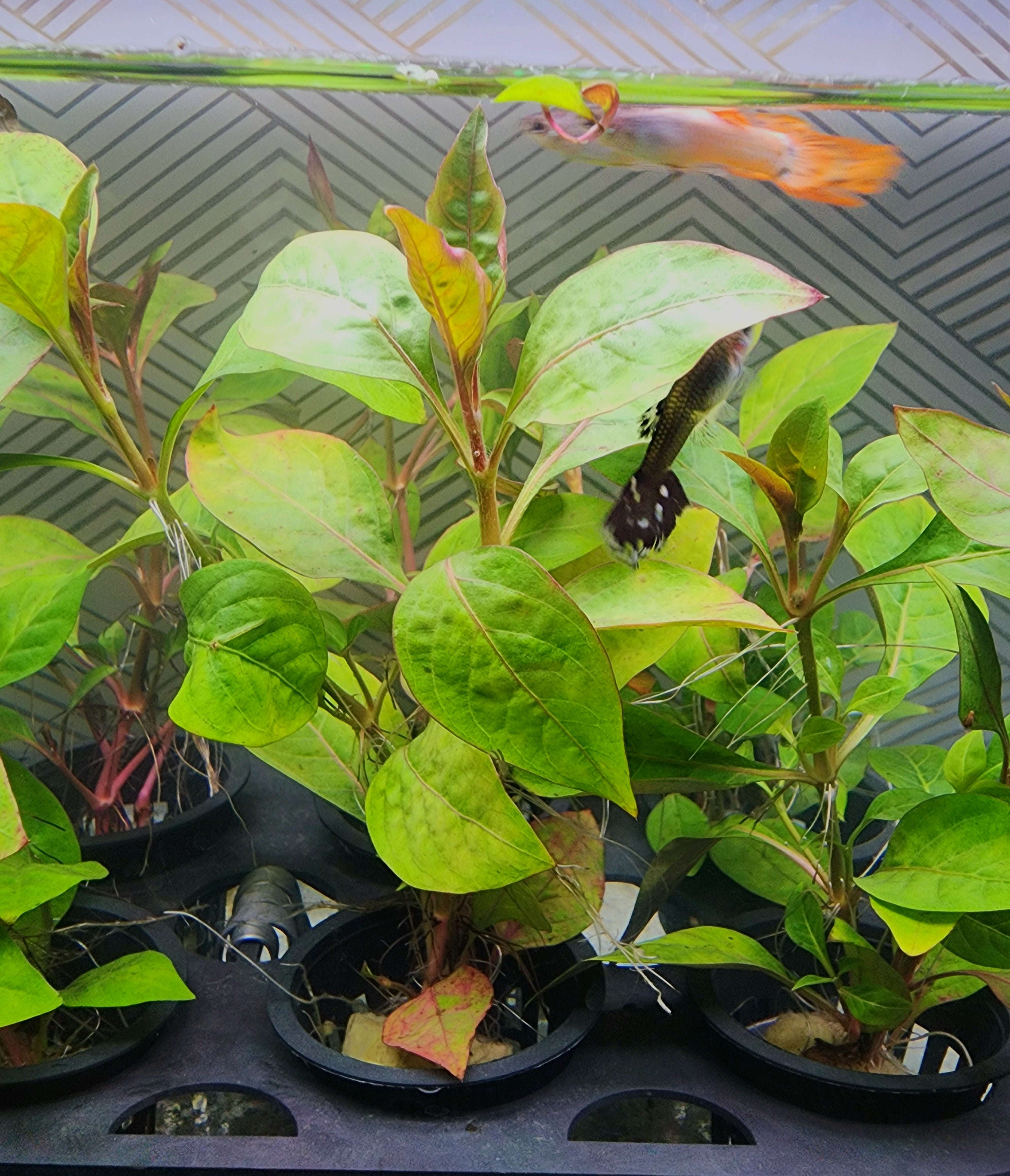 A group of small potted green aquatic plants in black nursery pots, with a live goldfish swimming above them in a tank.