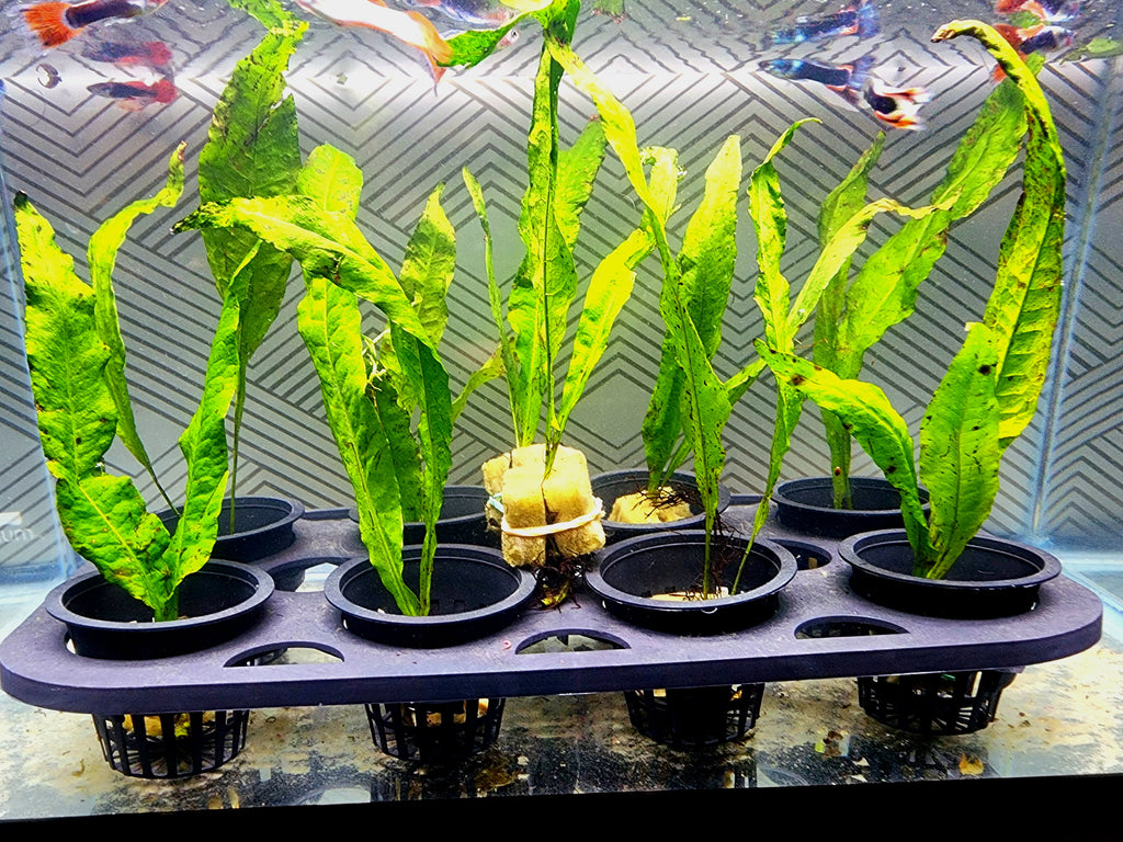 Several green aquatic plant cuttings in small black pots arranged on a dark floating tray inside an aquarium, with fish visible in the background water.