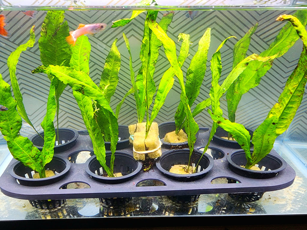 A group of green aquatic plants in black plastic nursery pots arranged on a dark tray inside an aquarium, with a small orange fish visible in the water.