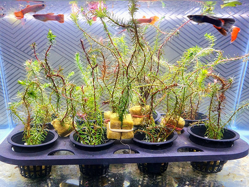 A group of live aquatic plant cuttings in small black plastic pots, arranged on a black tray inside an aquarium with fish swimming in the background.