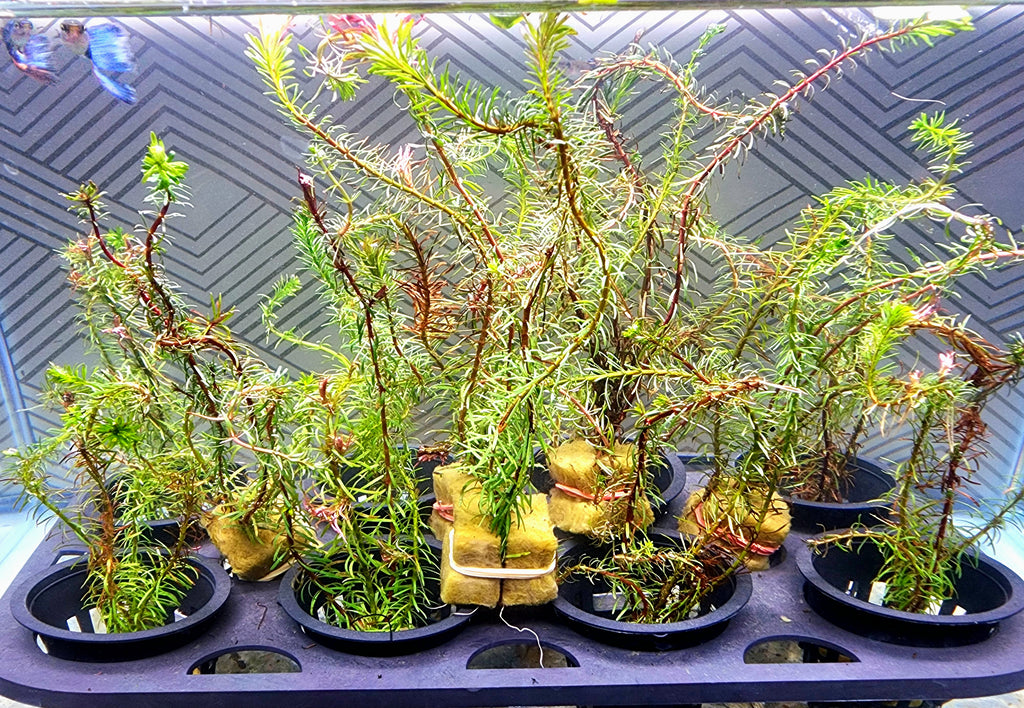 Several small green aquatic plants in black plastic pots arranged on a black tray inside a glass aquarium, with sponge substrates visible in the pots.