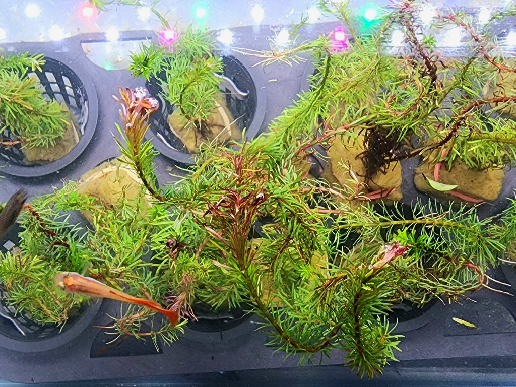 Freshwater aquarium live plants, likely Ceratophyllum or Myriophyllum species, growing in black plastic starter trays. The plants feature dense green feathery fronds with reddish-brown stems and buds, set against a background of aquarium lighting and water.