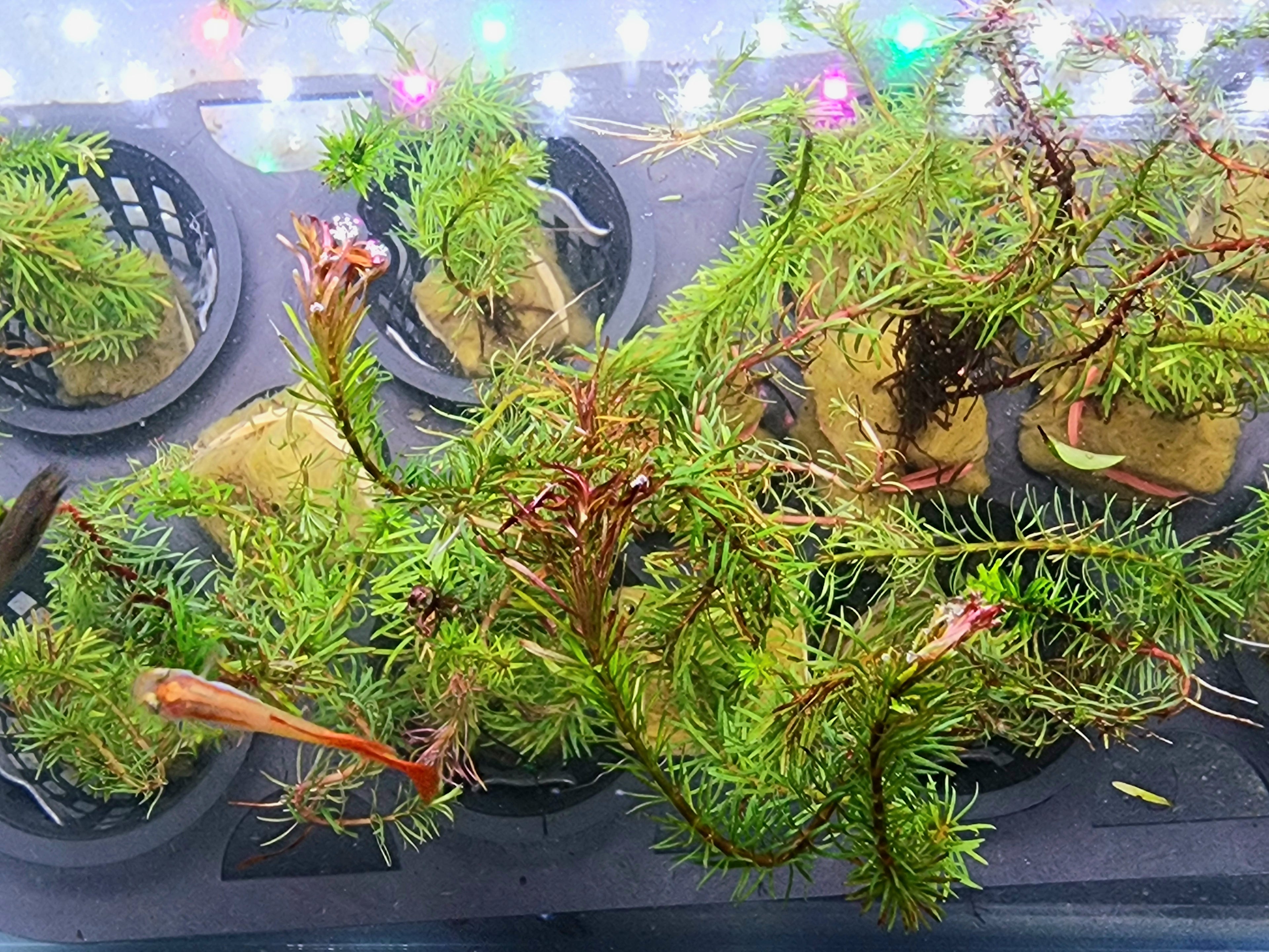 Freshwater aquarium live plants, likely Ceratophyllum or Myriophyllum species, growing in black plastic starter trays. The plants feature dense green feathery fronds with reddish-brown stems and buds, set against a background of aquarium lighting and water.