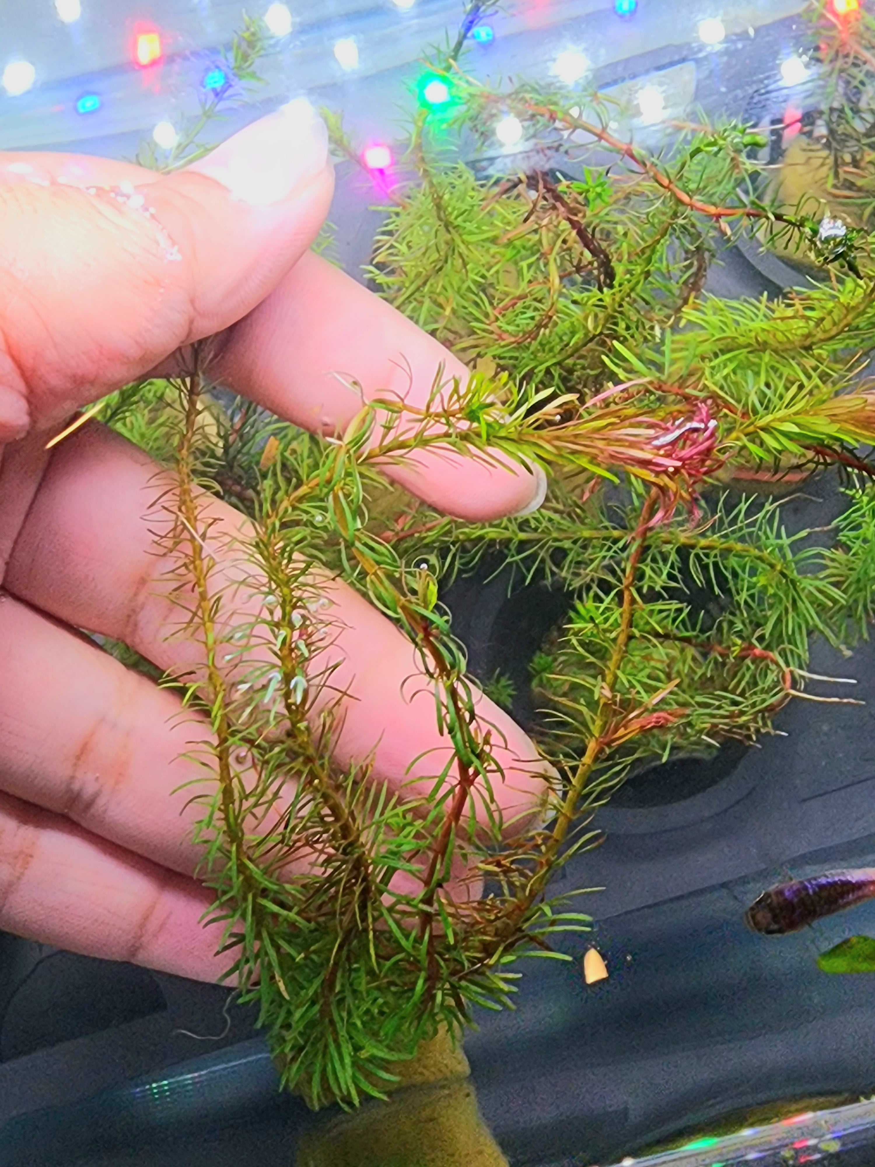 A hand holding a live green aquatic plant, likely a small aquarium plant, with delicate needle-like leaves and reddish-brown stems, photographed in front of an aquarium background with colorful lights.