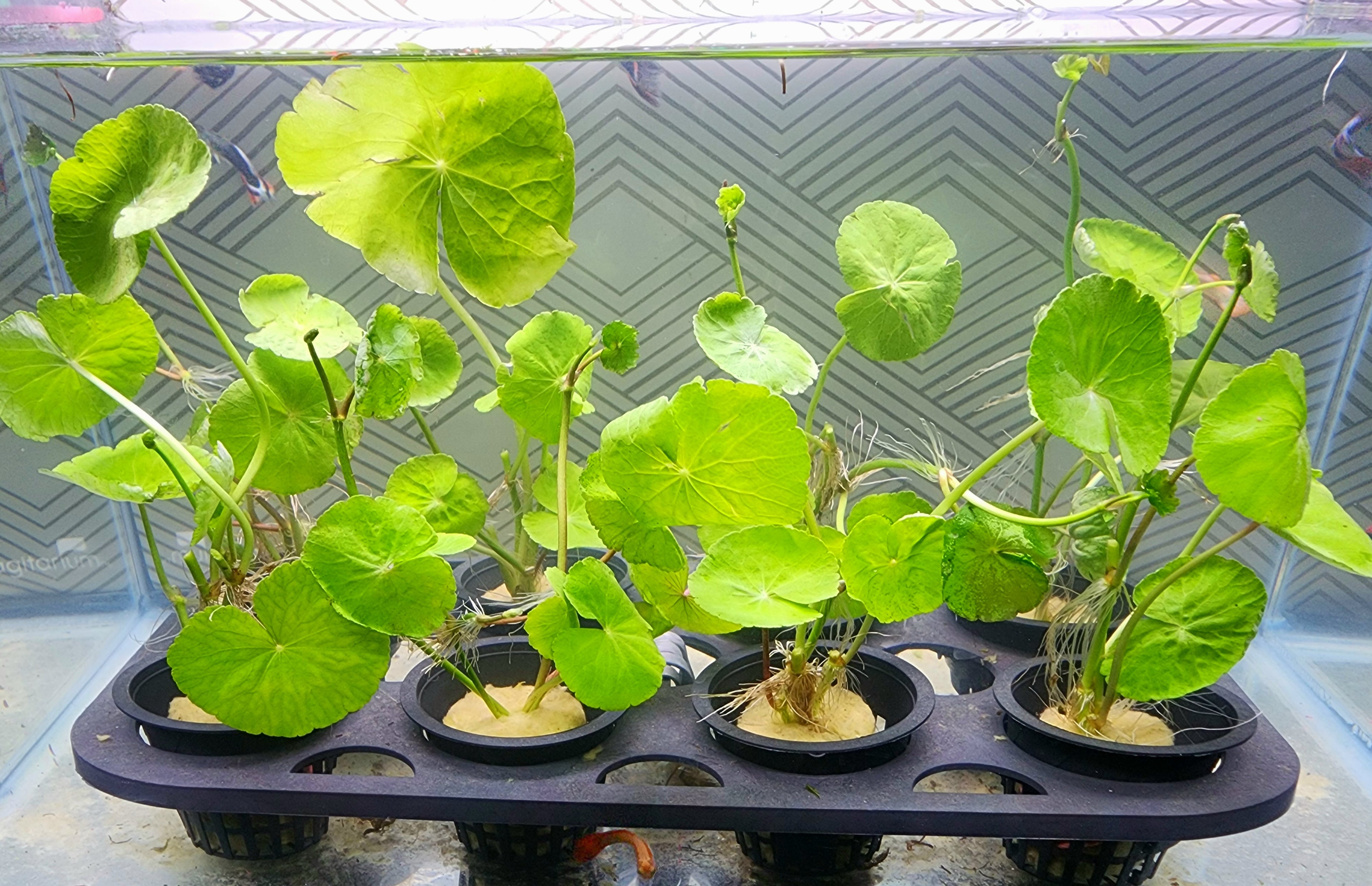 A group of young green leafy plants growing in small black pots arranged on a dark tray inside a clear container with a patterned backdrop.