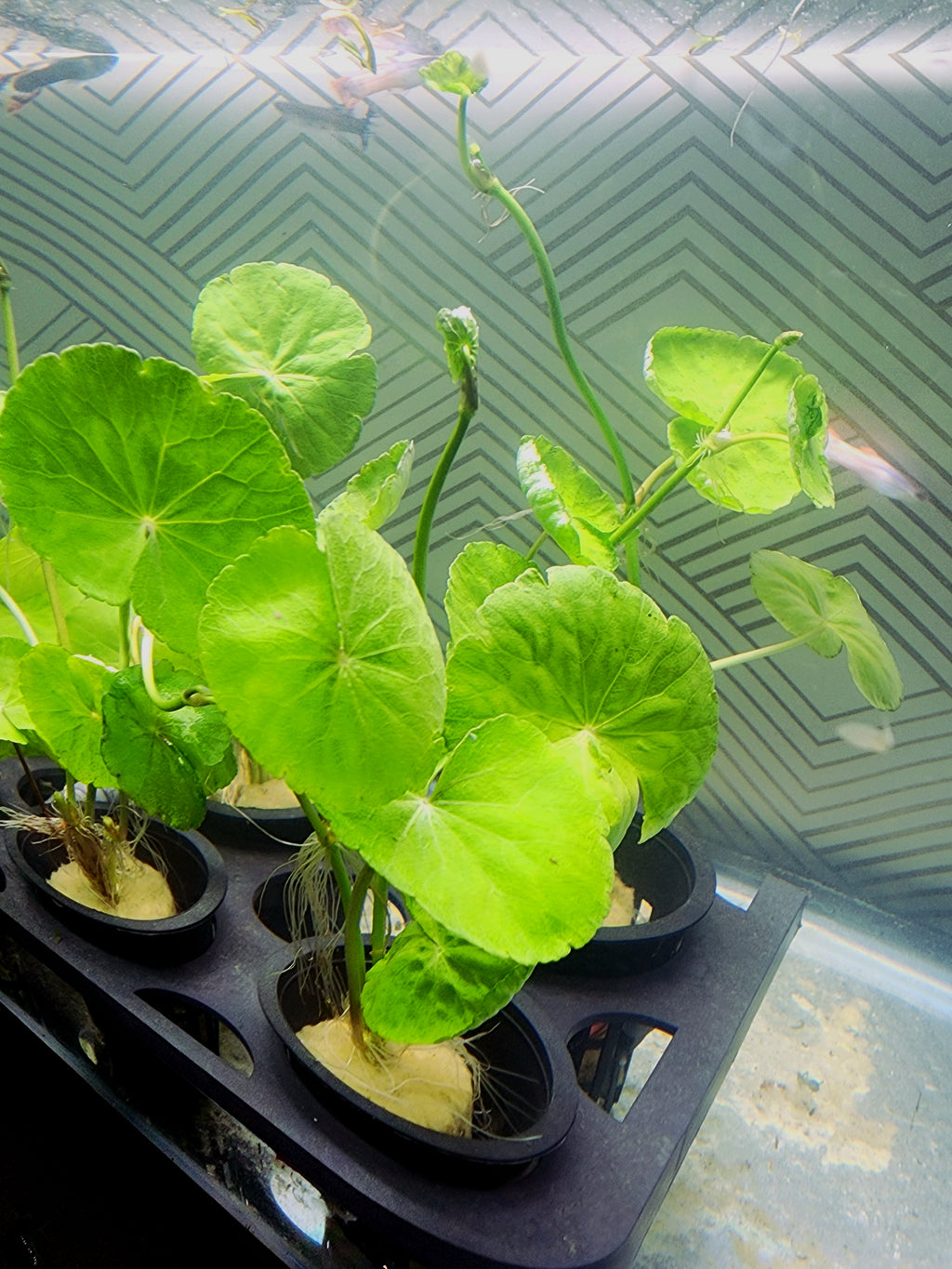 A cluster of green aquatic plantlets with round, paddle-shaped leaves growing in small black pots filled with substrate, arranged in a black tray against a patterned green background.