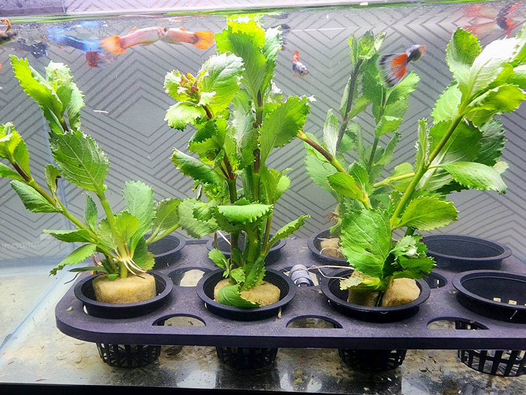 Several green leafy aquatic plants in small black nursery pots arranged on a black tray inside a fish tank, with fish visible in the water above.