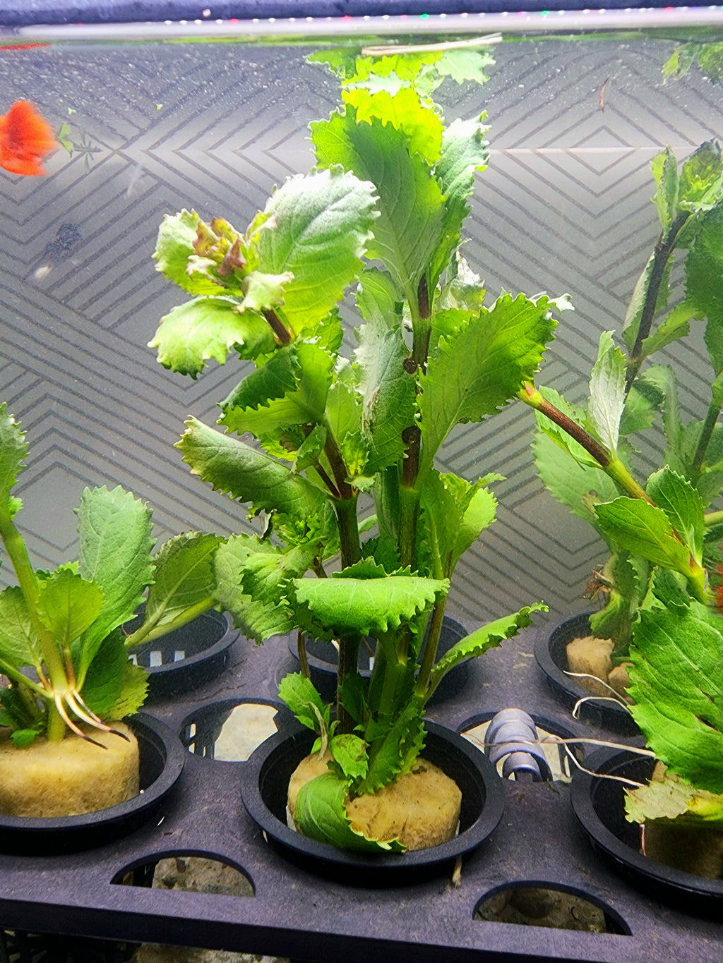 A live aquatic plant, likely a Vallisneria or similar aquarium grass, growing in a black plastic tray with multiple pots inside an aquarium tank.