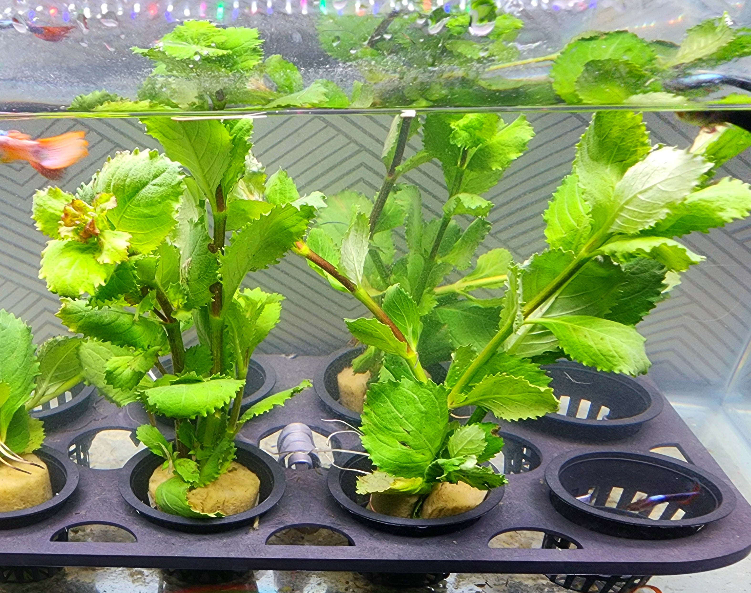 Green aquatic plants growing in black plastic pots arranged in a tray inside an aquarium, with water and a fish visible in the background.