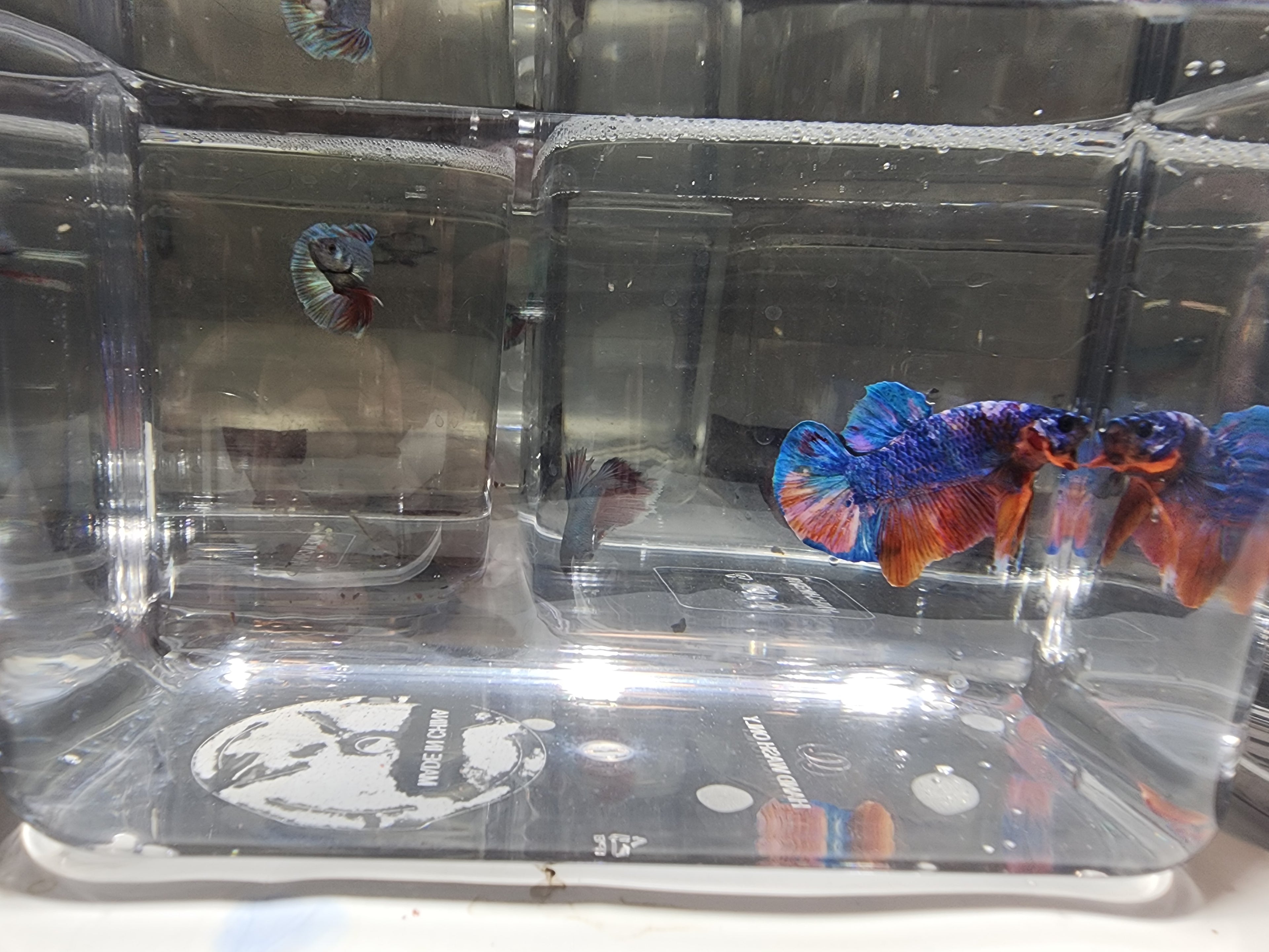 Clear plastic container with betta fish inside, showing a brand logo on the base.