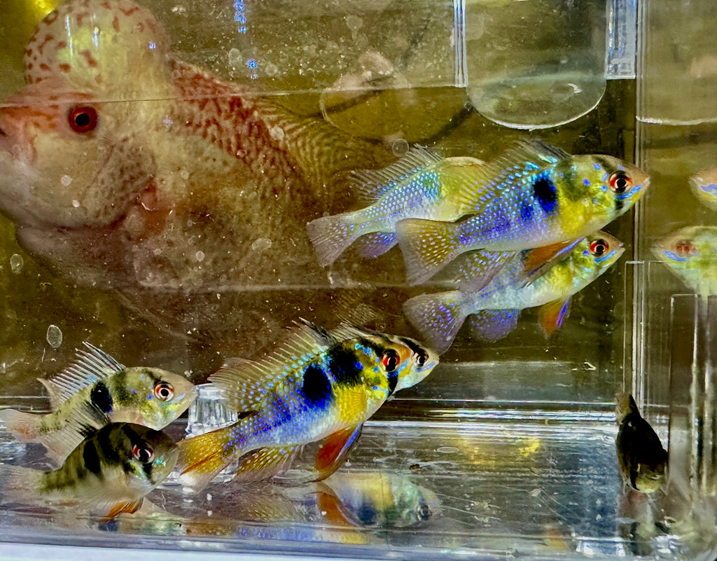 German Blue Ram Cichlid