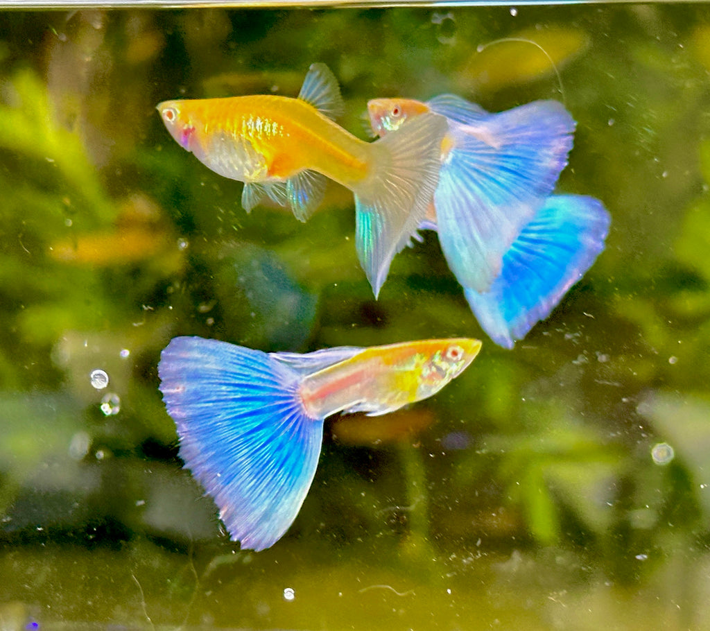 Albino Blue Tail Guppies