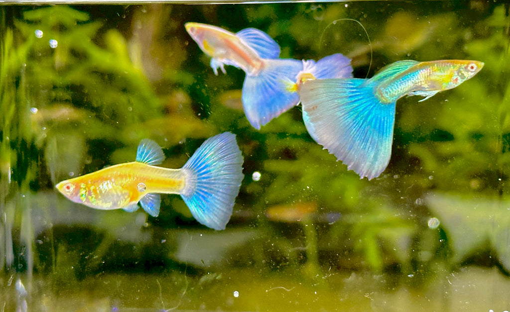 Albino Blue Tail Guppies