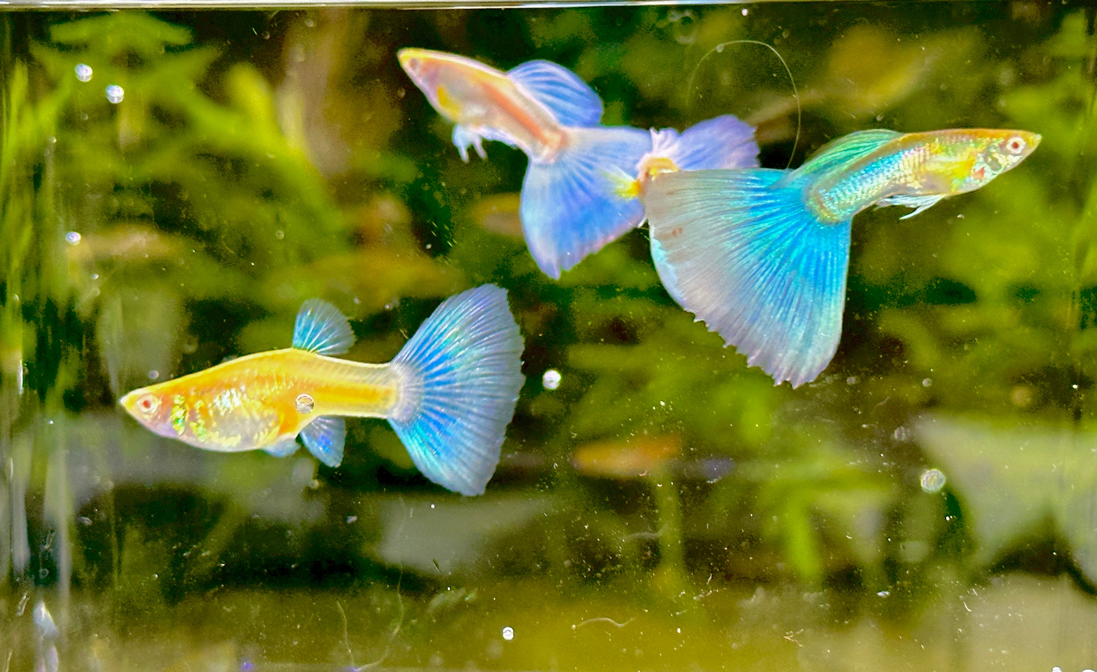 Albino Blue Tail Guppies