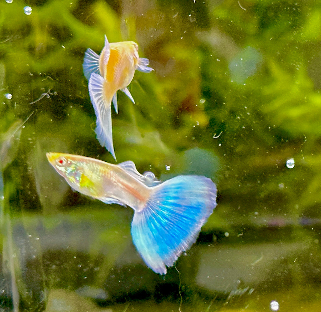 Albino Blue Tail Guppies