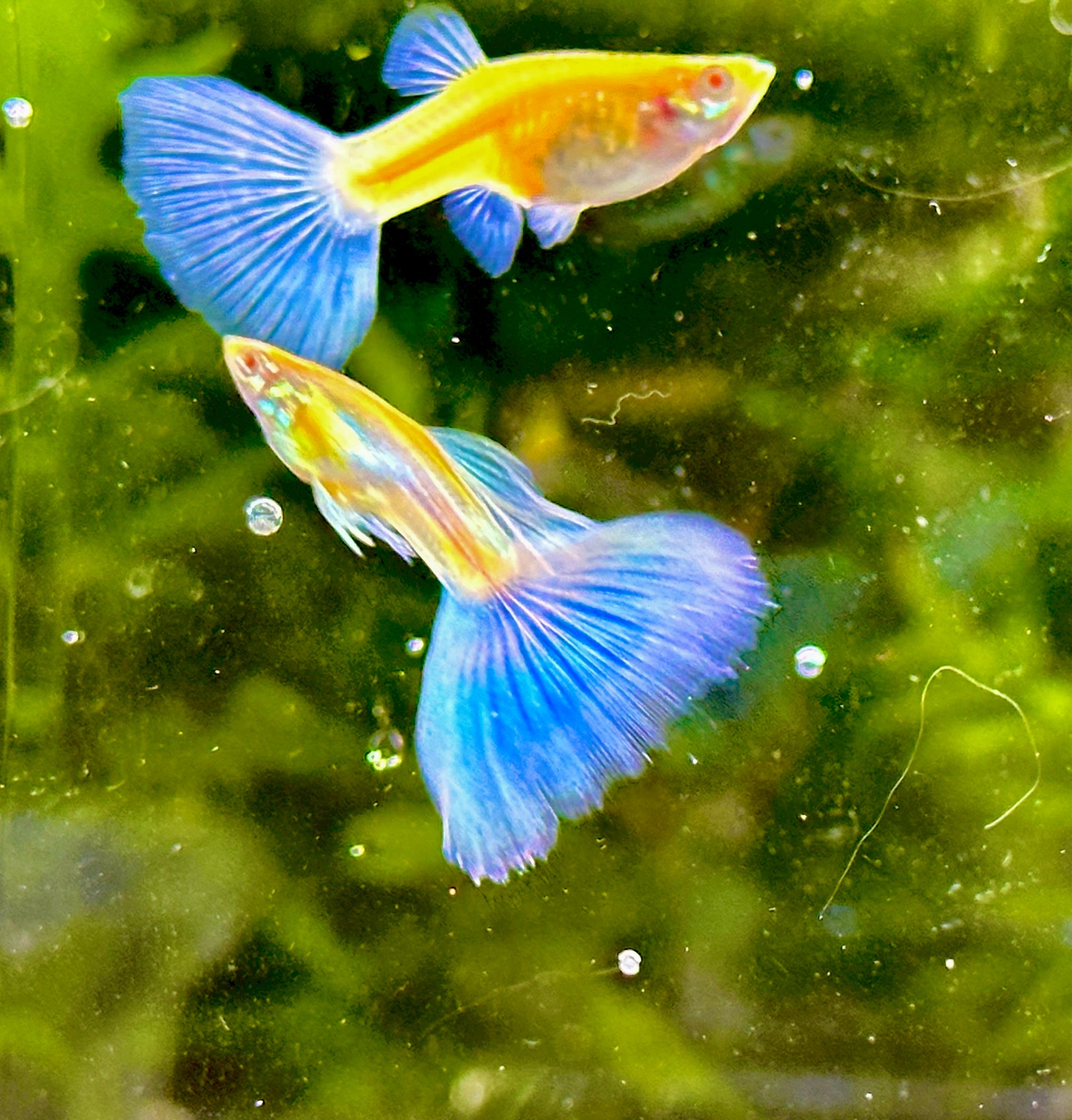 Albino Blue Tail Guppies