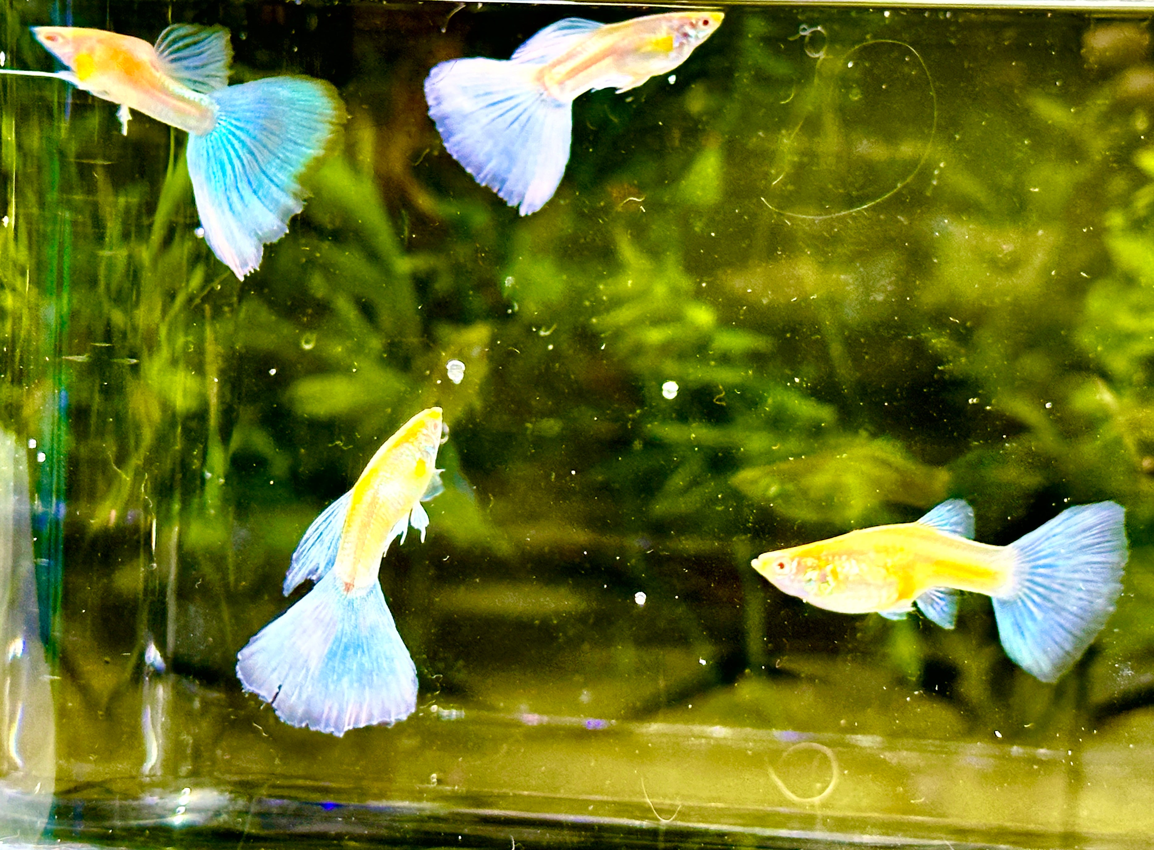 Albino Blue Tail Guppies