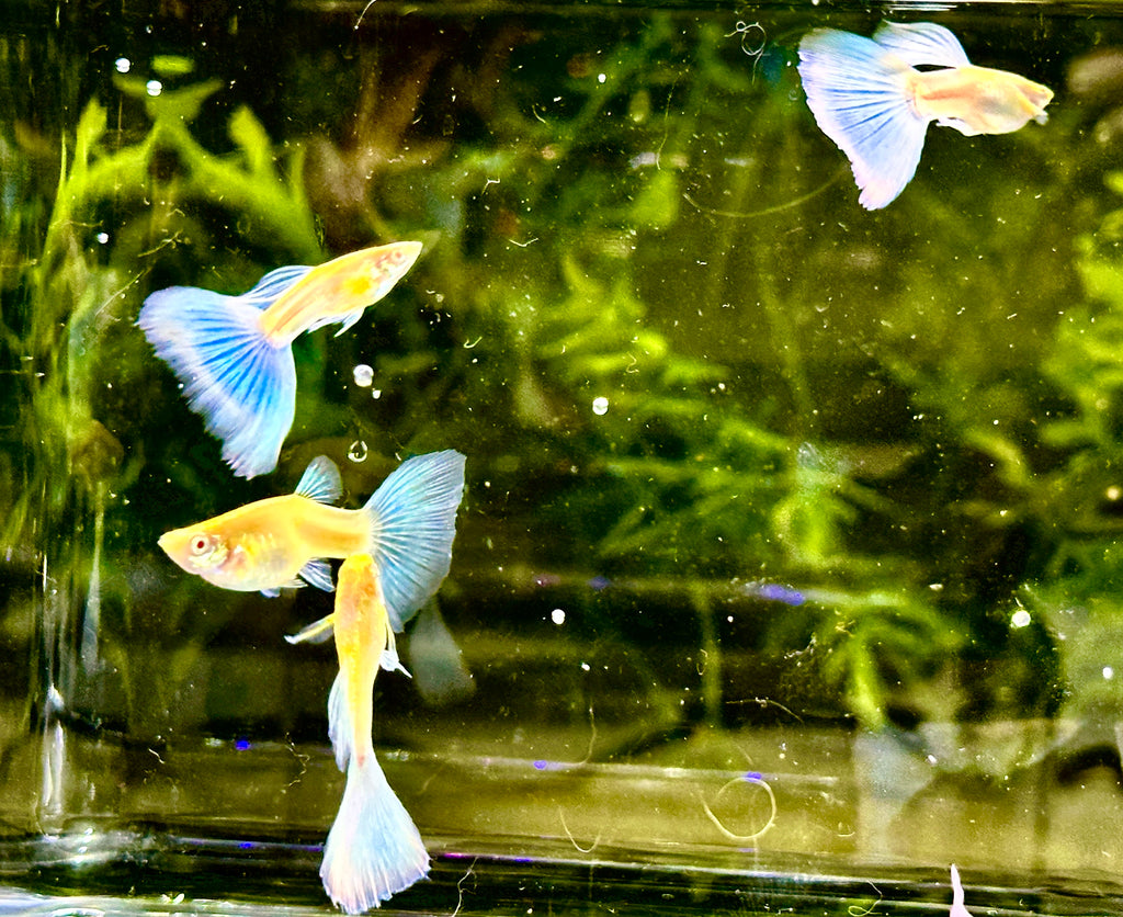Albino Blue Tail Guppies