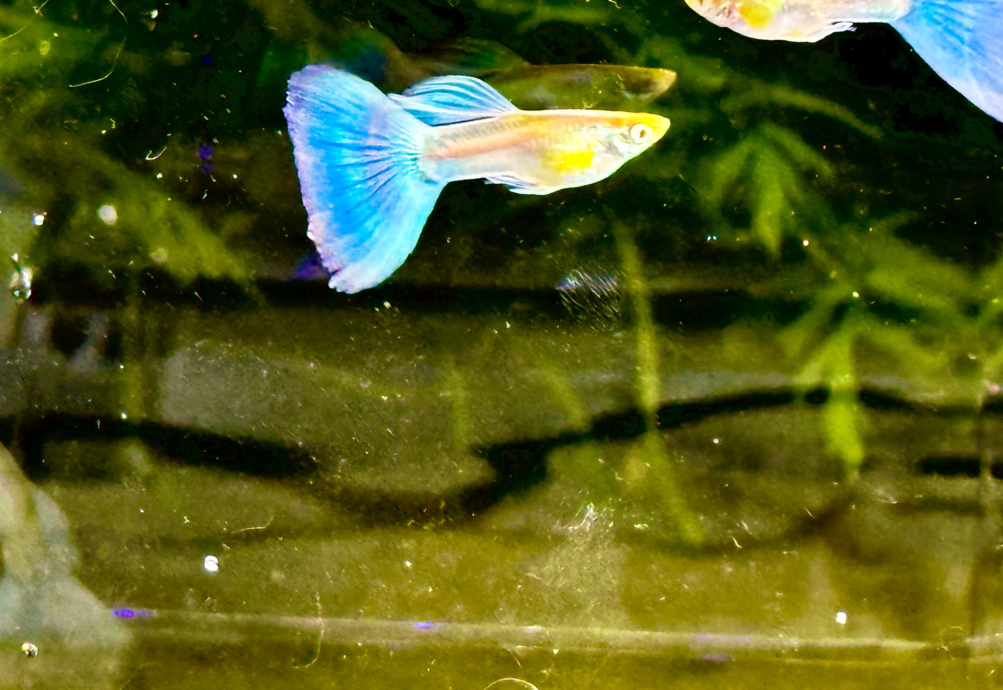 Albino Blue Tail Guppies