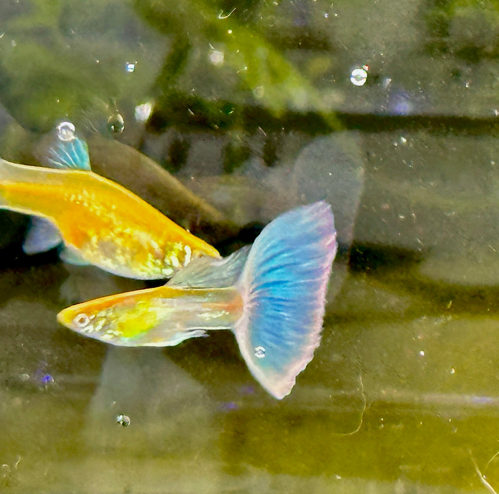 Albino Blue Tail Guppies