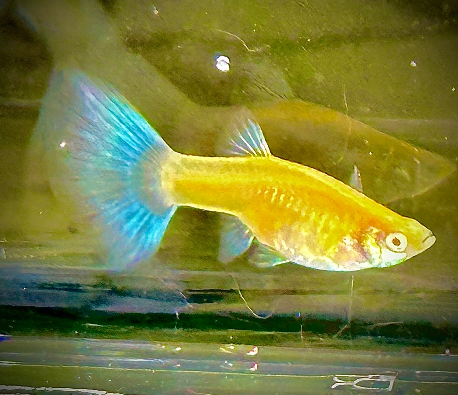 Albino Blue Tail Guppies