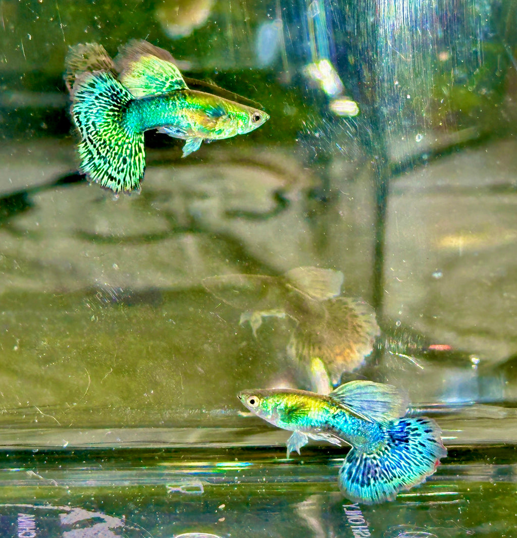 Deluxe Green Dragon Guppies