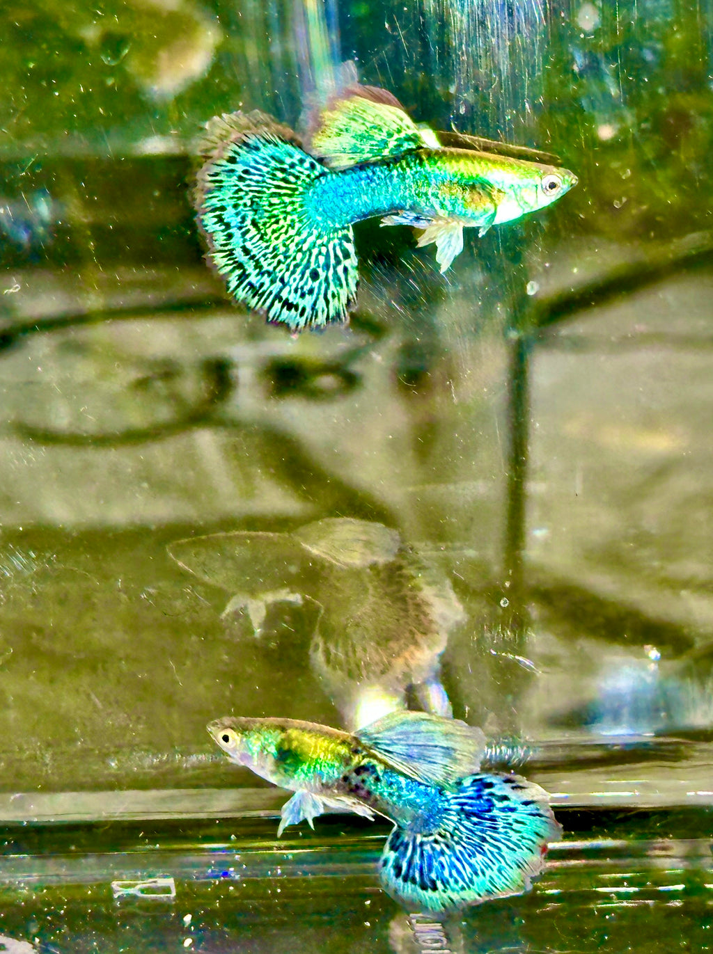 Deluxe Green Dragon Guppies