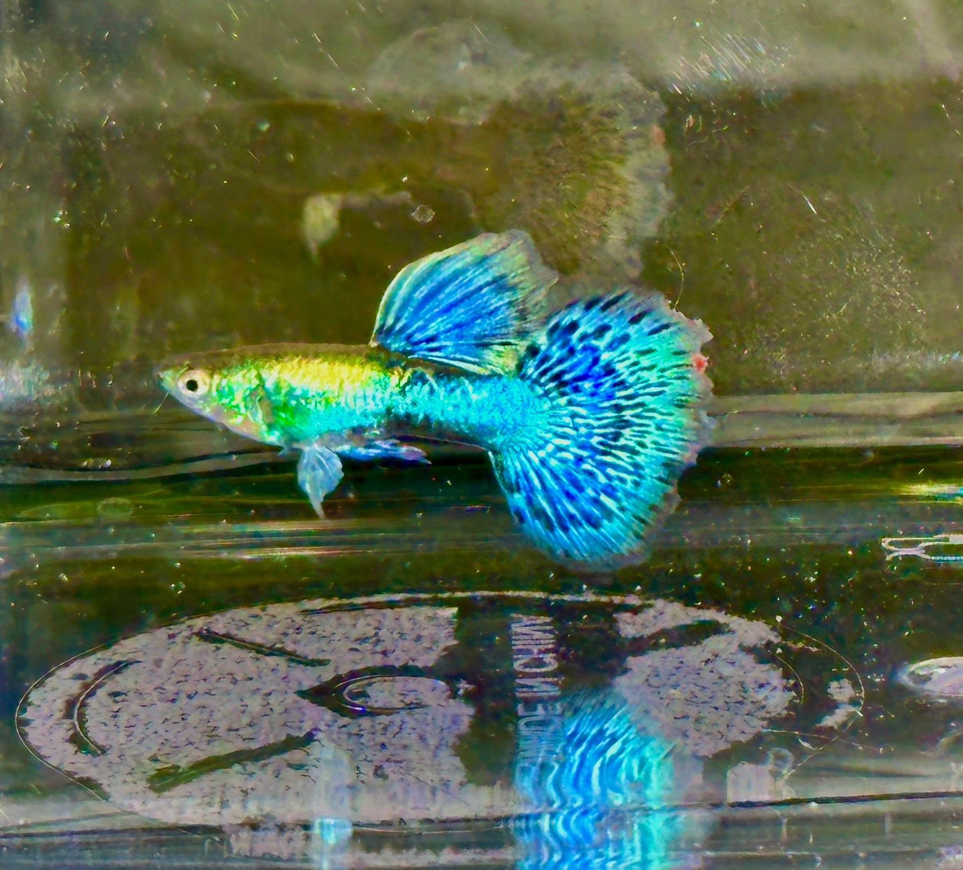 Deluxe Green Dragon Guppies