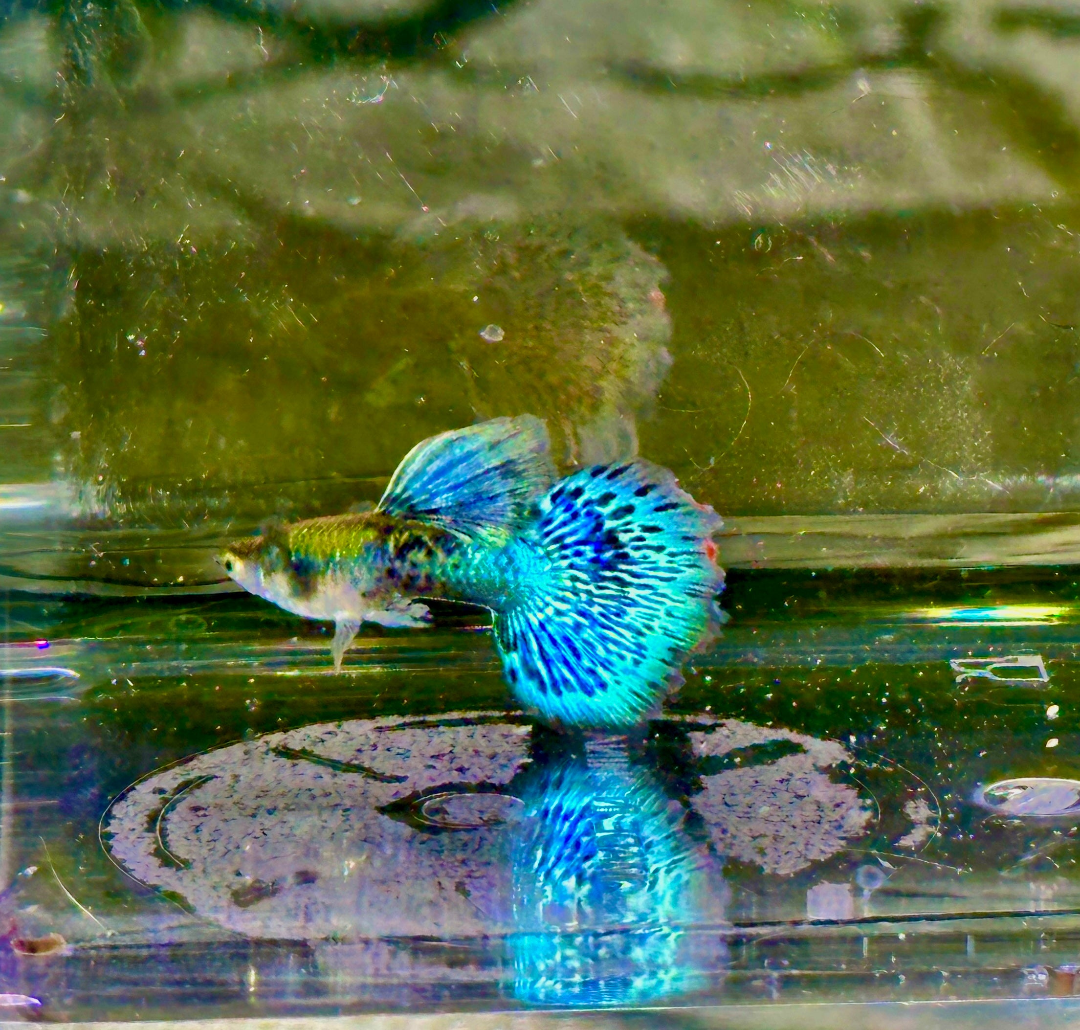 Deluxe Green Dragon Guppies