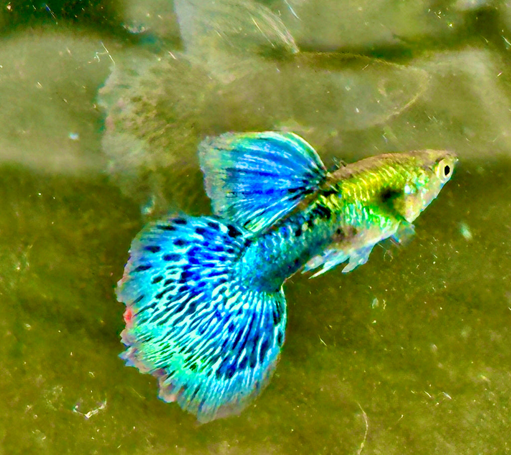 Deluxe Green Dragon Guppies
